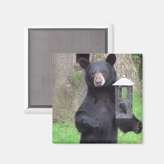 Schöner schwarzer Bär Magnet (Vorderseite/Rückseite)