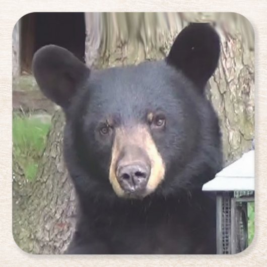 Schöner schwarzer Bär Rechteckiger Pappuntersetzer (Vorderseite)