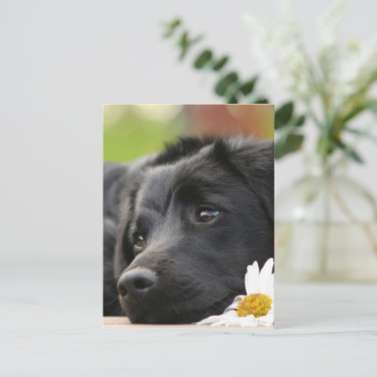 Schöner Schwarzer Hund und Daisy Design Postkarte (Stehend Vorderseite)
