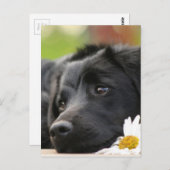 Schöner Schwarzer Hund und Daisy Design Postkarte (Vorne/Hinten)