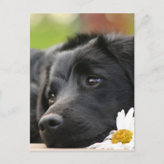 Schöner Schwarzer Hund und Daisy Design Postkarte (Vorderseite)