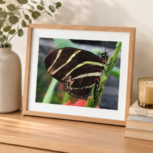 Schöner Schwarzer Schmetterling mit gelben Streife Fotodruck