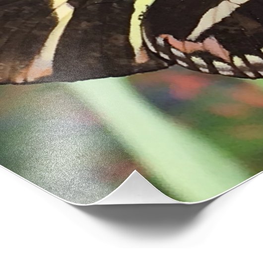 Schöner Schwarzer Schmetterling mit gelben Streife Fotodruck (Ecke)