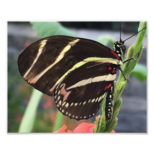 Schöner Schwarzer Schmetterling mit gelben Streife Fotodruck (Vorne)