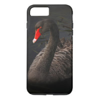 Schöner Schwarzer Schwan mit hellrotem Schnabel