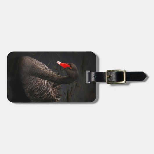 Schöner Schwarzer Schwan mit hellrotem Schnabel Gepäckanhänger (Vorderseite horizontal)