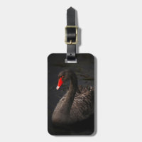 Schöner Schwarzer Schwan mit hellrotem Schnabel
