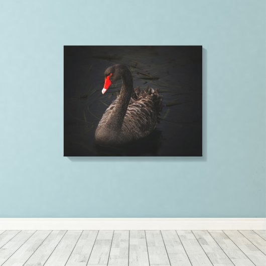 Schöner Schwarzer Schwan mit hellrotem Schnabel Leinwanddruck (Insitu (Holzboden))