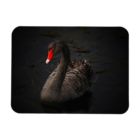 Schöner Schwarzer Schwan mit hellrotem Schnabel Magnet (Horizontal)