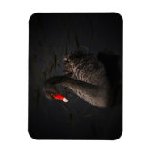 Schöner Schwarzer Schwan mit hellrotem Schnabel Magnet (Vertikal)