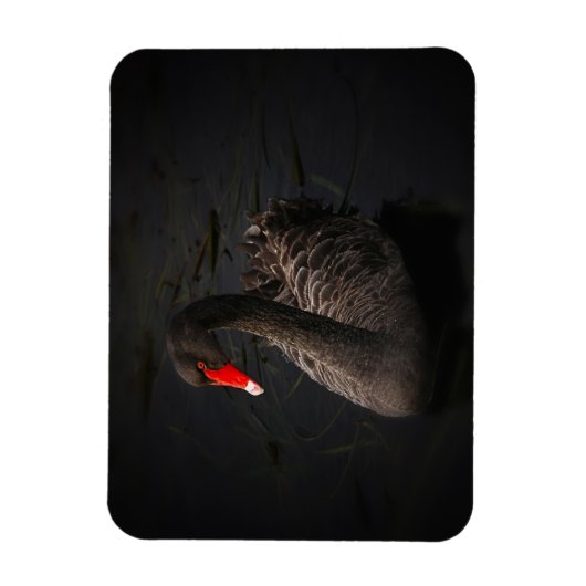 Schöner Schwarzer Schwan mit hellrotem Schnabel Magnet (Vertikal)