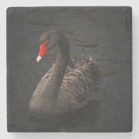Schöner Schwarzer Schwan mit hellrotem Schnabel