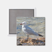 Schöner Seagull am Meer - Magnet (Vorderseite/Rückseite)