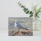Schöner Seagull am Meer - Postkarte (Stehend Vorderseite)