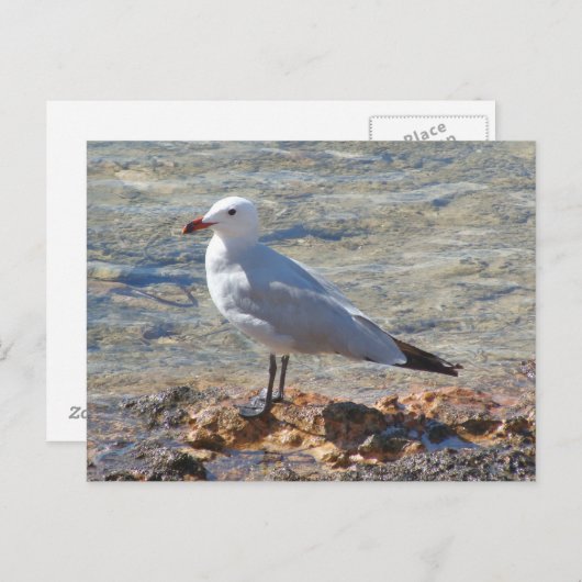 Schöner Seagull am Meer - Postkarte (Vorne/Hinten)