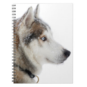 Schöner sibirischer Husky im Schnee Notizblock
