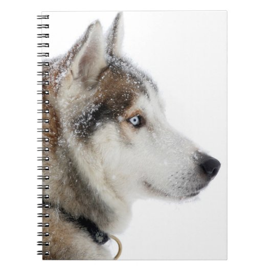 Schöner sibirischer Husky im Schnee Notizblock (Vorderseite)