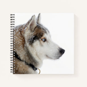Schöner sibirischer Husky im Schnee Notizblock