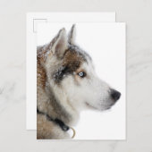 Schöner sibirischer Husky im Schnee Postkarte (Vorne/Hinten)