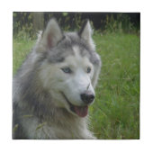 Schöner sibirischer Husky Welpenhund Fliese (Vorderseite)