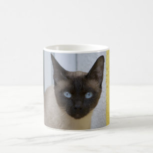 Schöner Siegel-Punkt-siamesische Katze Kaffeetasse