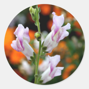 Schöner Snapdragon Blumen-Entwurf Runder Aufkleber