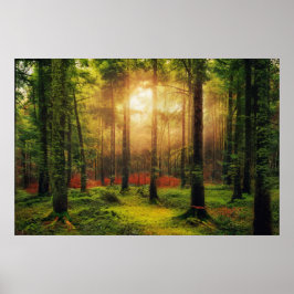 Schöner Sommerwald Sonnenaufgang Landschaft Poster