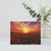 Schöner Sonnenuntergang auf der Mohnblume-Blume Postkarte (Stehend Vorderseite)