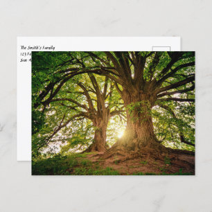 Schöner Sonnenuntergang im Wald Postkarte