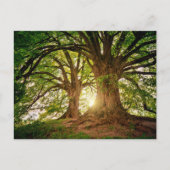 Schöner Sonnenuntergang im Wald Postkarte (Vorderseite)