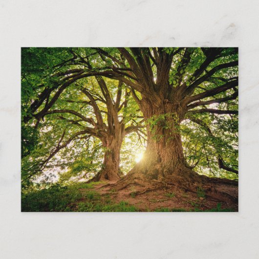 Schöner Sonnenuntergang im Wald Postkarte (Vorderseite)