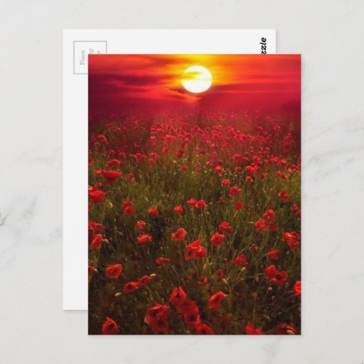 Schöner Sonnenuntergang über roten Blume Postkarte (Vorne/Hinten)