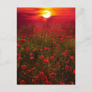 Schöner Sonnenuntergang über roten Blume Postkarte