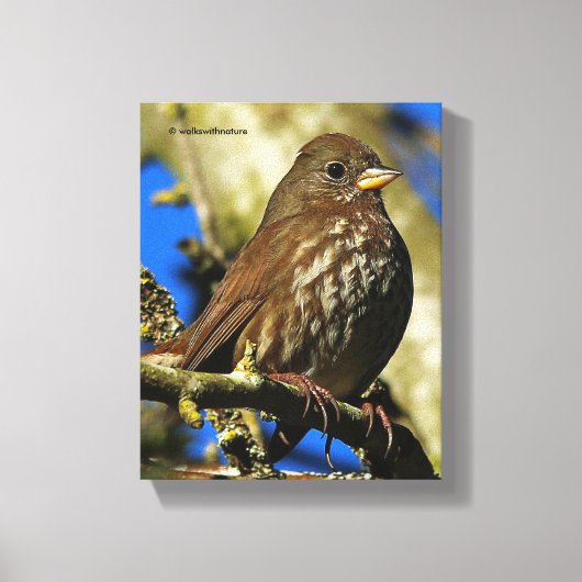 Schöner Sooty Fox Sparrow in einer Birne Leinwanddruck (Vorderseite)
