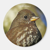 Schöner Sooty Fox Sparrow in einer Birne Magnet (Vorne)