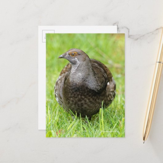 Schöner Sooty Grouse Gamebird im Gras Postkarte (Vorderseite/Rückseite Beispiel)
