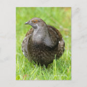 Schöner Sooty Grouse Gamebird im Gras Postkarte (Vorderseite)