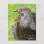 Schöner Sooty Grouse Gamebird im Gras Postkarte (Vorderseite)