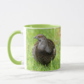Schöner Sooty Grouse Gamebird im Gras Tasse (Links)