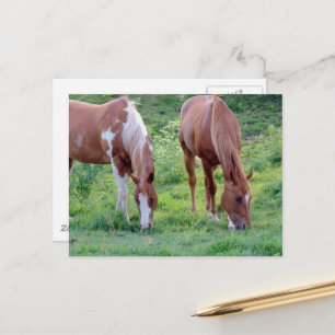Schöner Sorrel-Wallach Paint-Stute Postkarte