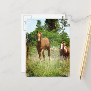 Schöner Sorrel Wallach Paint Stute Sommer Postkarte