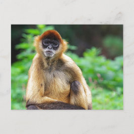 Schöner Spider Monkey Postkarte