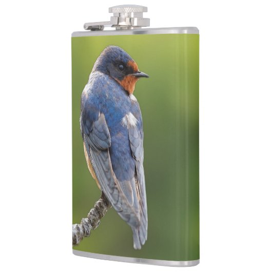 Schöner Stall Schlucken an einer Zweigstelle Flachmann (Links)