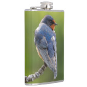 Schöner Stall Schlucken an einer Zweigstelle Flachmann (Rechts)