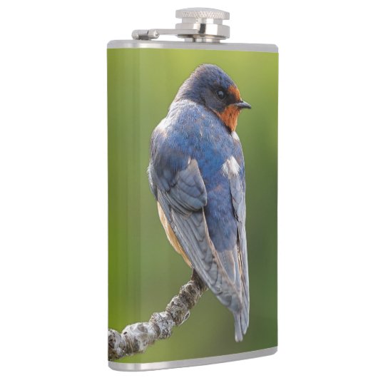 Schöner Stall Schlucken an einer Zweigstelle Flachmann (Rechts)