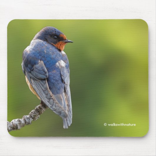 Schöner Stall Swallow Songbird an einer Abzweigung Mousepad (Vorne)