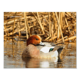 Schöner Stranger in der Stadt Eurasian Wigeon Fotodruck