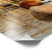 Schöner Stranger in der Stadt Eurasian Wigeon Fotodruck (Ecke)