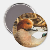 Schöner Stranger in der Stadt Eurasian Wigeon Magnet (Vorderseite/Rückseite)