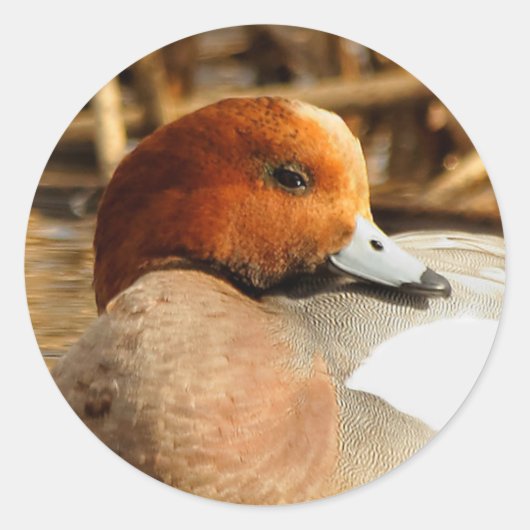 Schöner Stranger in der Stadt Eurasian Wigeon Runder Aufkleber (Vorderseite)